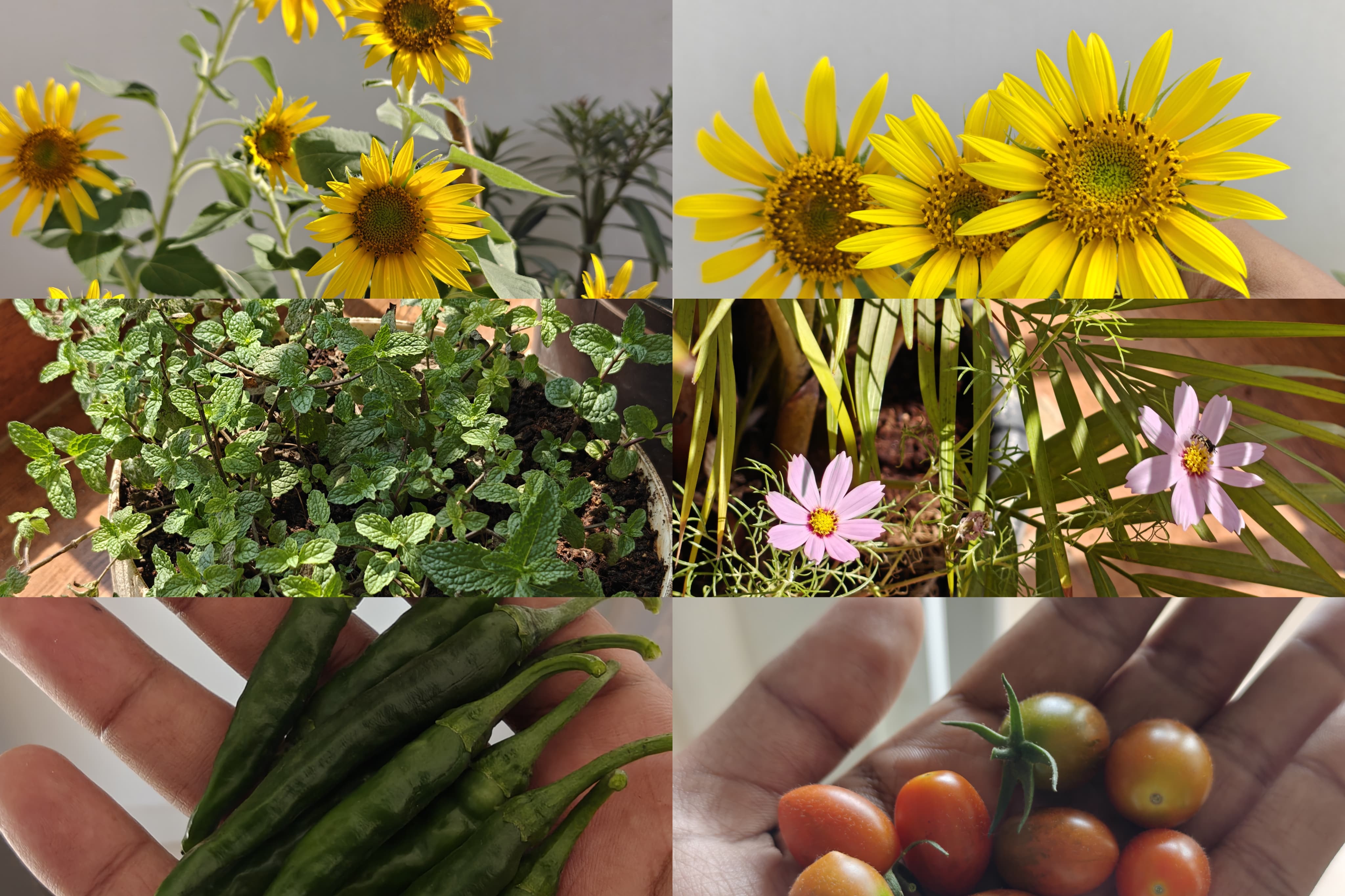 Balcony garden